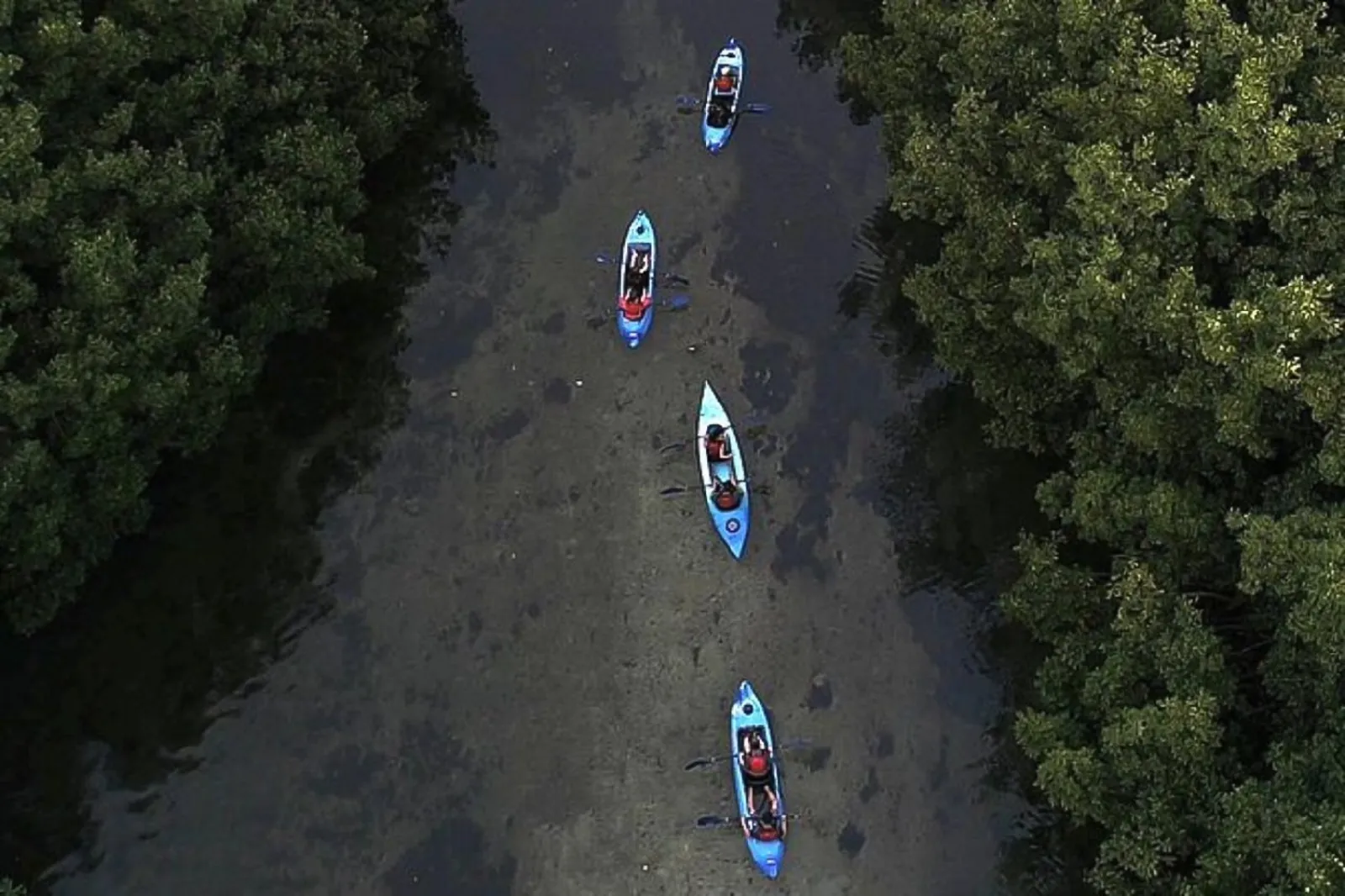 Aerial view of a line of kayaks threading a mangrove channel at dusk