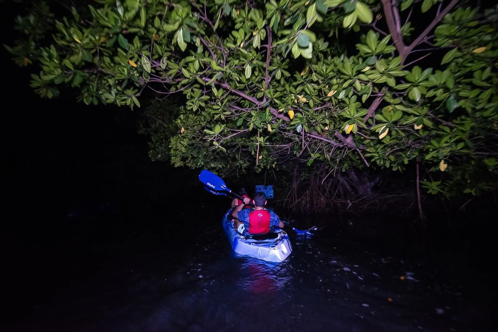 A kayaker paddling a narrow mangrove channel at night, the water glowing blue around the hull