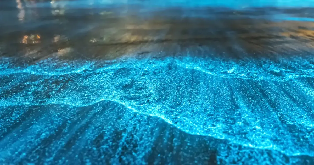 Glowing water at night, the bioluminescence you paddle into at Laguna Grande in Fajardo