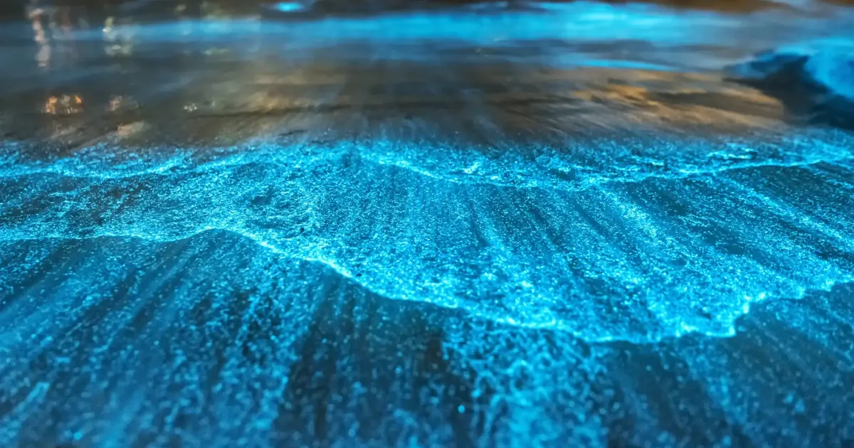 Bioluminescent water glowing blue-green at night, the effect you see in Puerto Rico's three bio bays